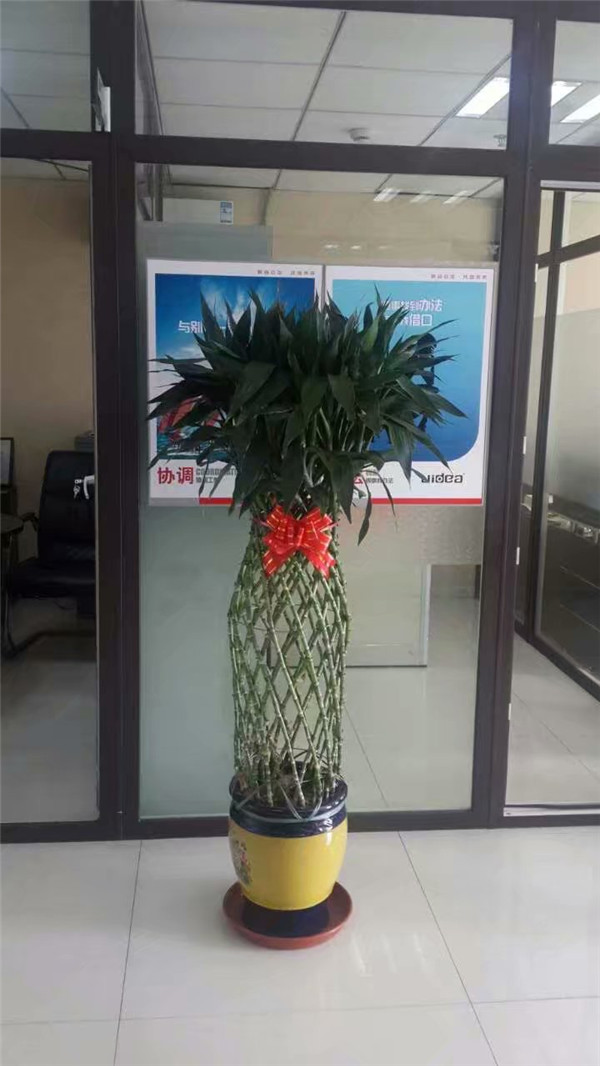 辦公室小廳環(huán)境功能性綠植