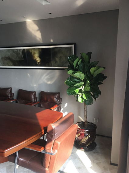 辦公室會(huì)議室綠植租擺